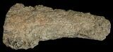 Unpolished Petrified Wood Limb - Blue Forest #6240-2